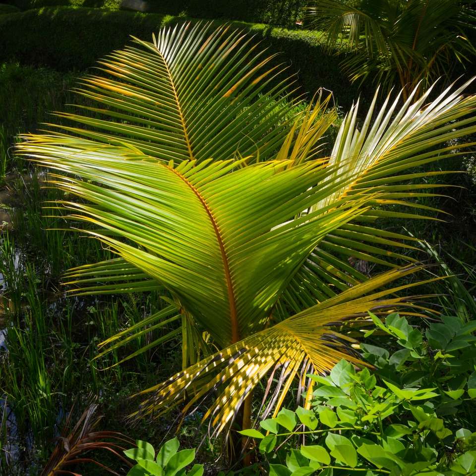 зеленая пальма онлайн-пазл