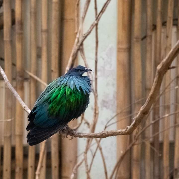 blauwgroene en zwarte vogel op bruine boomtak online puzzel