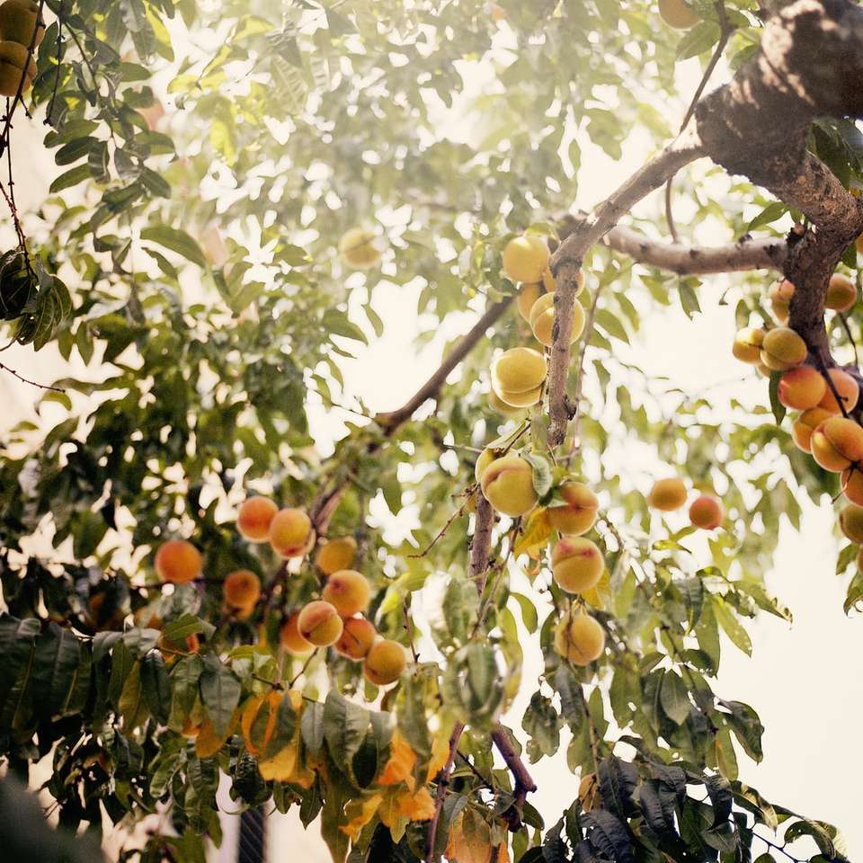 oranžové ovoce online puzzle