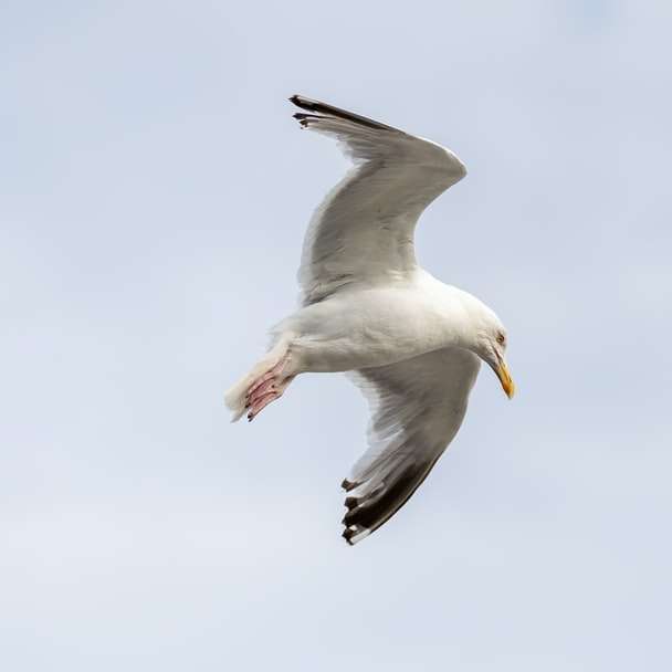 Белая чайка, летящая под белыми облаками в дневное время раздвижная головоломка онлайн