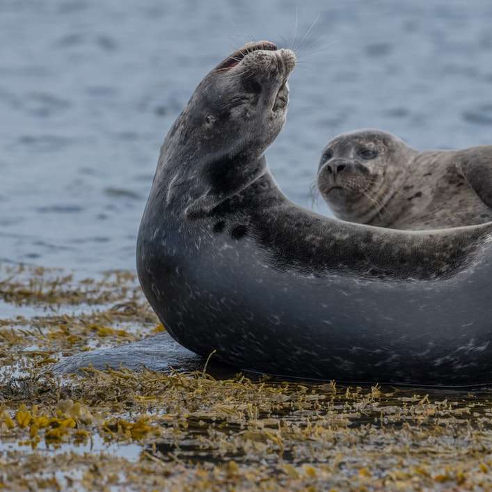 dos focas en la orilla del mar rompecabezas en línea