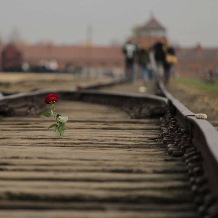 Червона троянда квітка на коричневий поїзд залізниці розсувний пазл онлайн