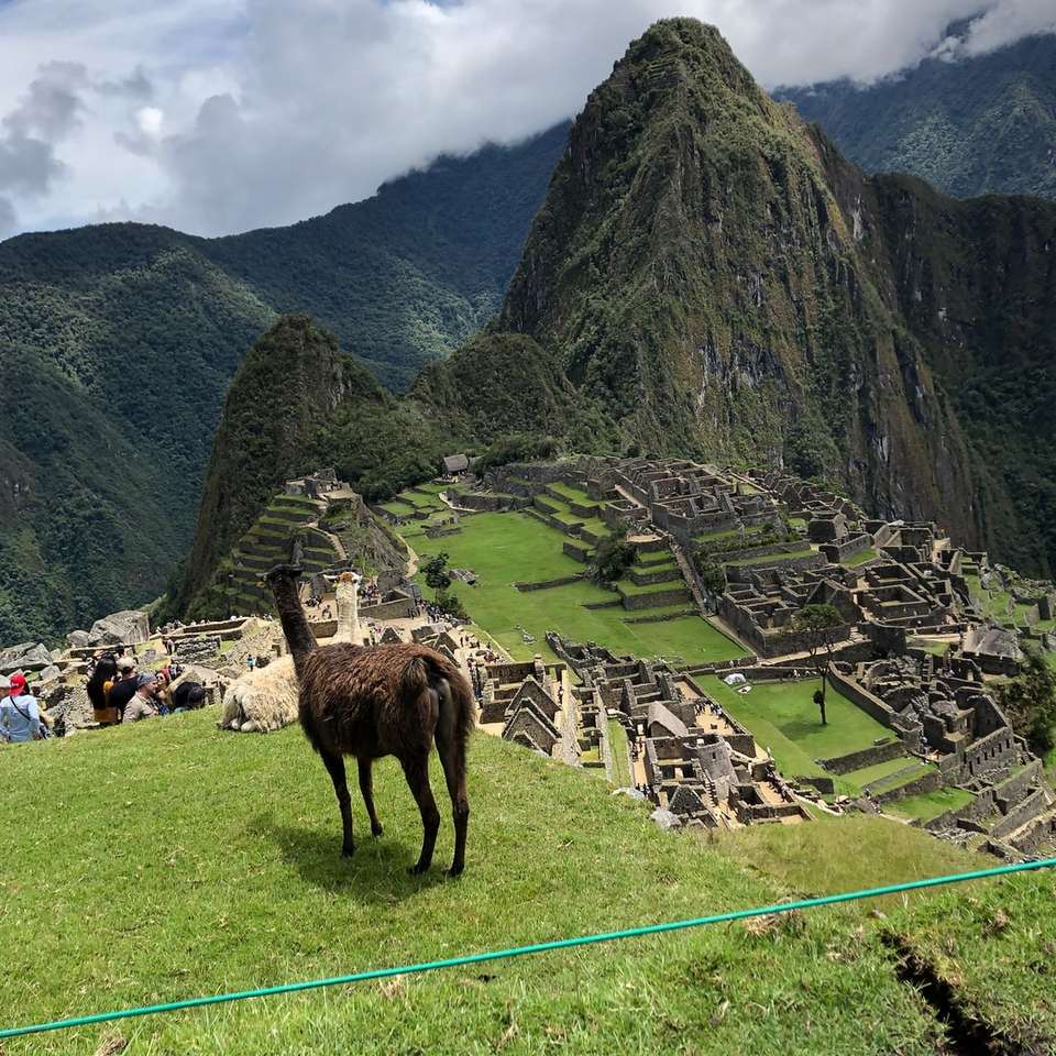 Lama sur champ d'herbe près de Machu Picchu puzzle en ligne
