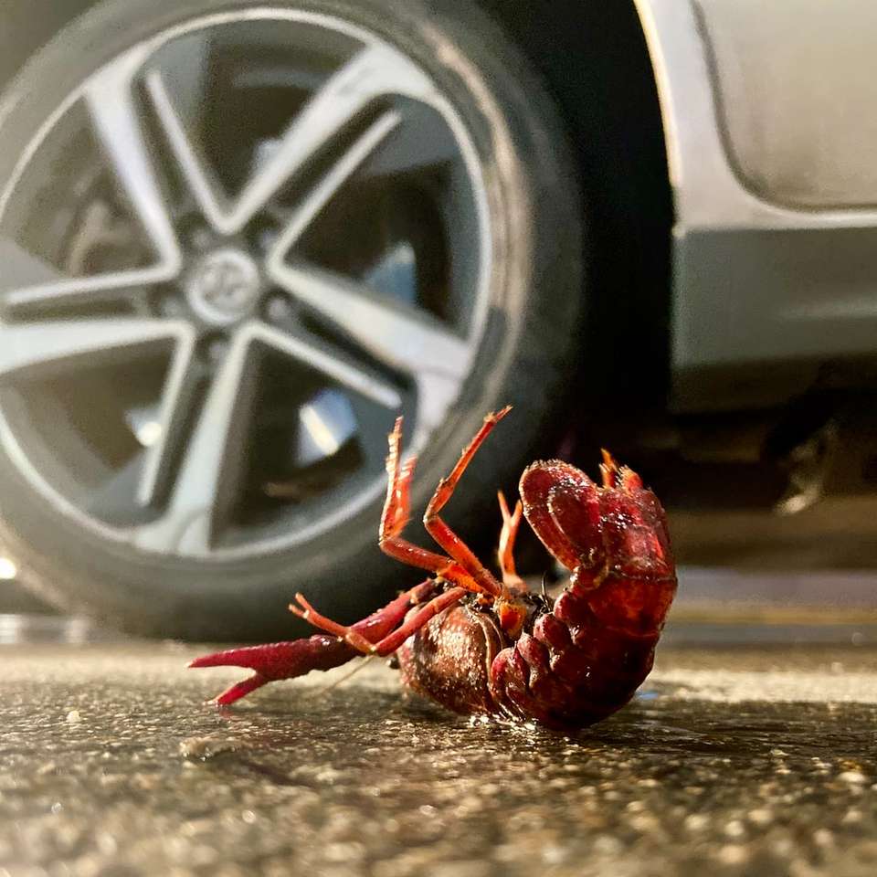 czerwony krab na szarym samochodzie puzzle online