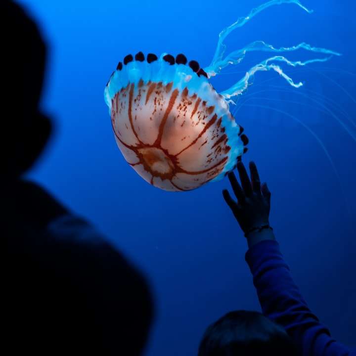 Femme sur le point d'attraper des méduses dans l'aquarium puzzle coulissant en ligne