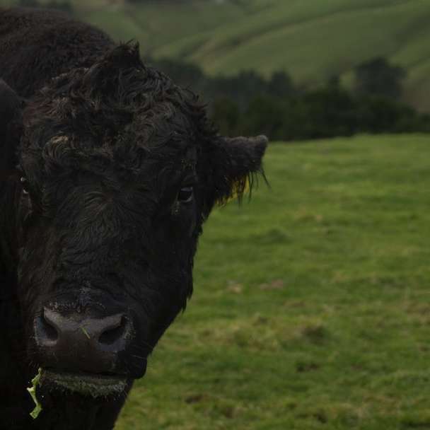 zwarte koe op groen grasveld overdag schuifpuzzel online