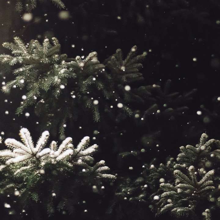 śnieg spada na drzewo puzzle przesuwne online