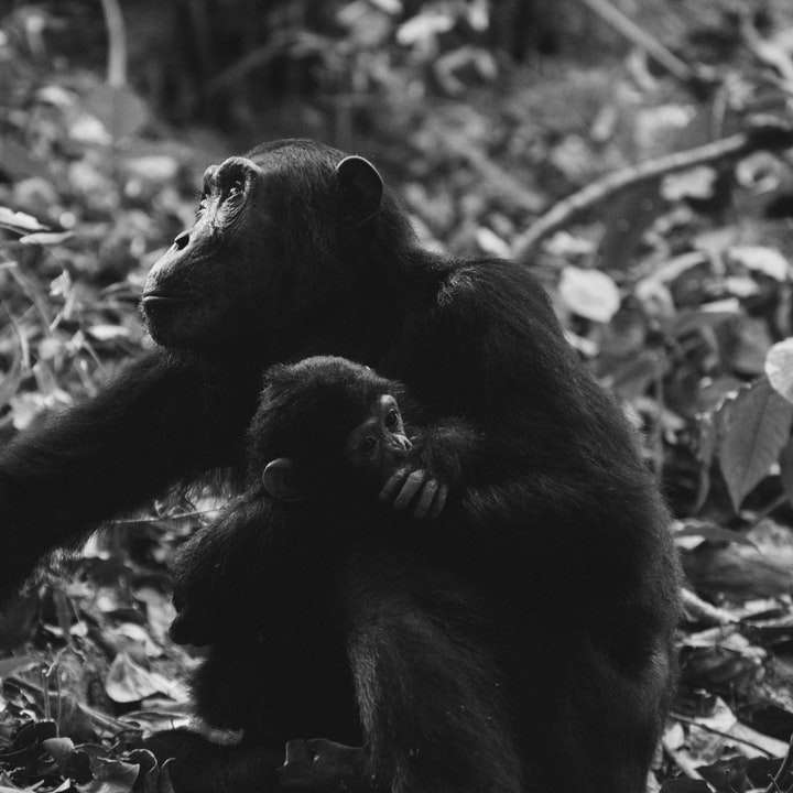 grijswaardenfoto van twee apen schuifpuzzel online