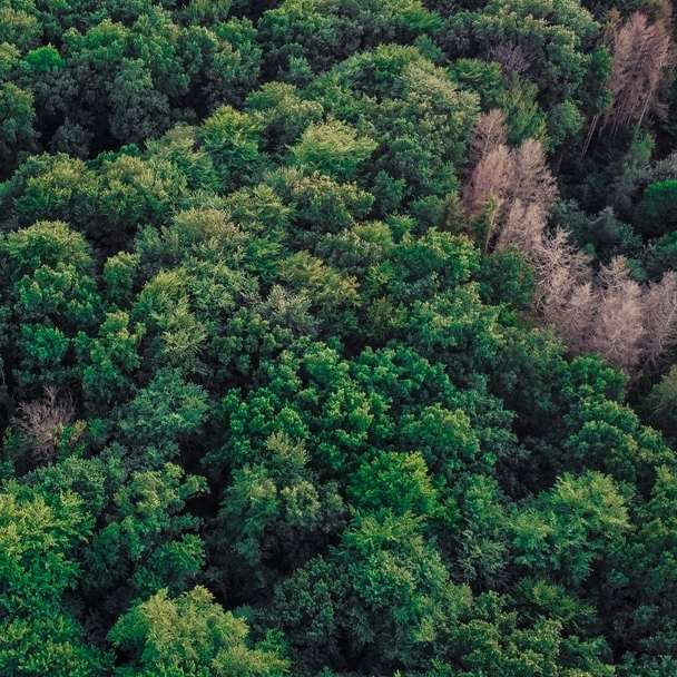 árvores verdes na montanha marrom durante o dia puzzle deslizante online