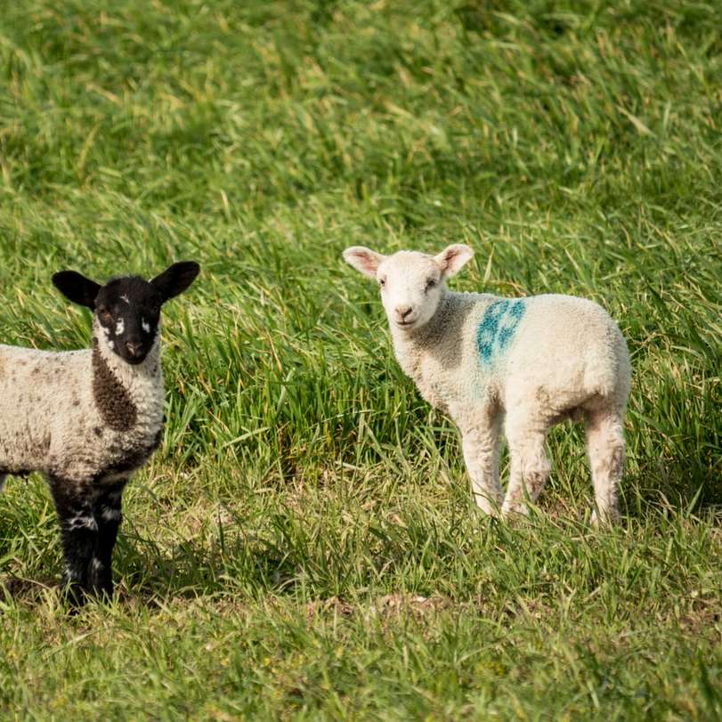 λευκά πρόβατα σε πράσινο γρασίδι πεδίο κατά τη διάρκεια της ημέρας online παζλ