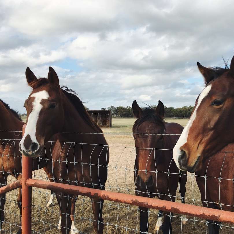 fyra bruna hästar bakom staketet glidande pussel online