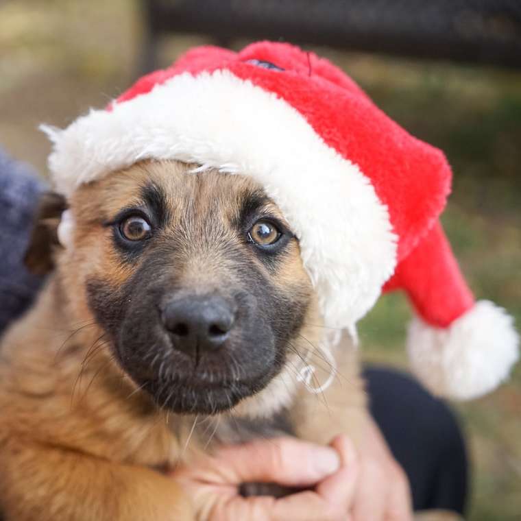 късо покрито кафяво кученце, носещо шапка Санта онлайн пъзел