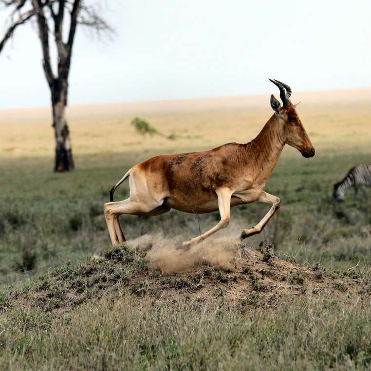 brown antelope and zebra on field at daytime online puzzle