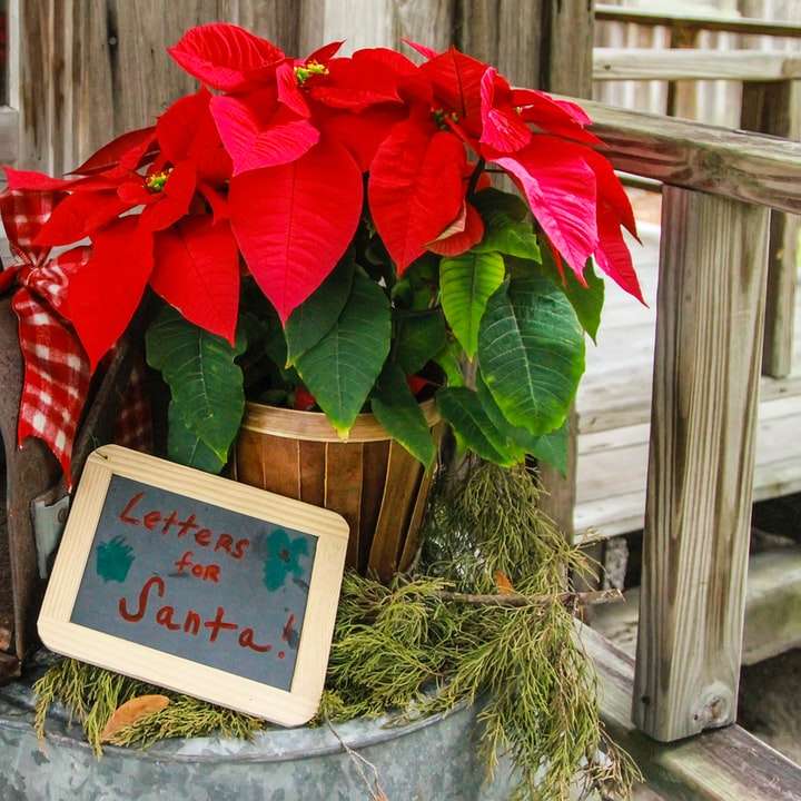 red poinsettia flowers near photo frame online puzzle