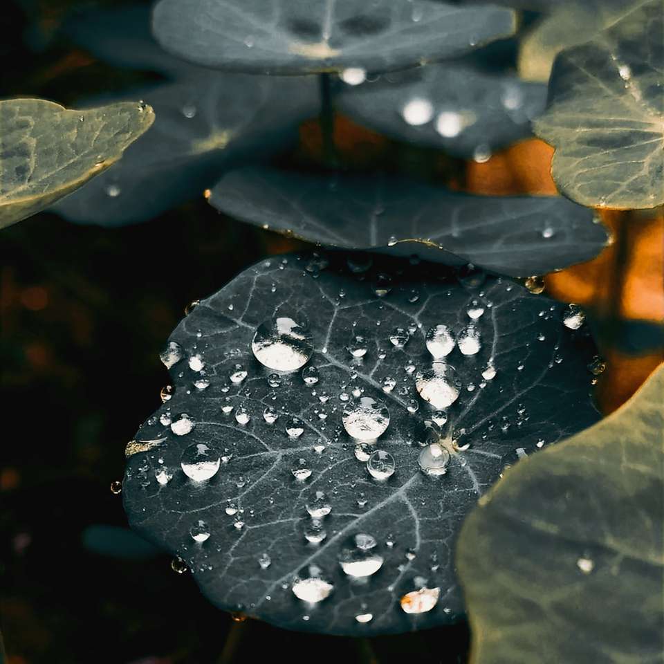 water droplets on green leaf online puzzle