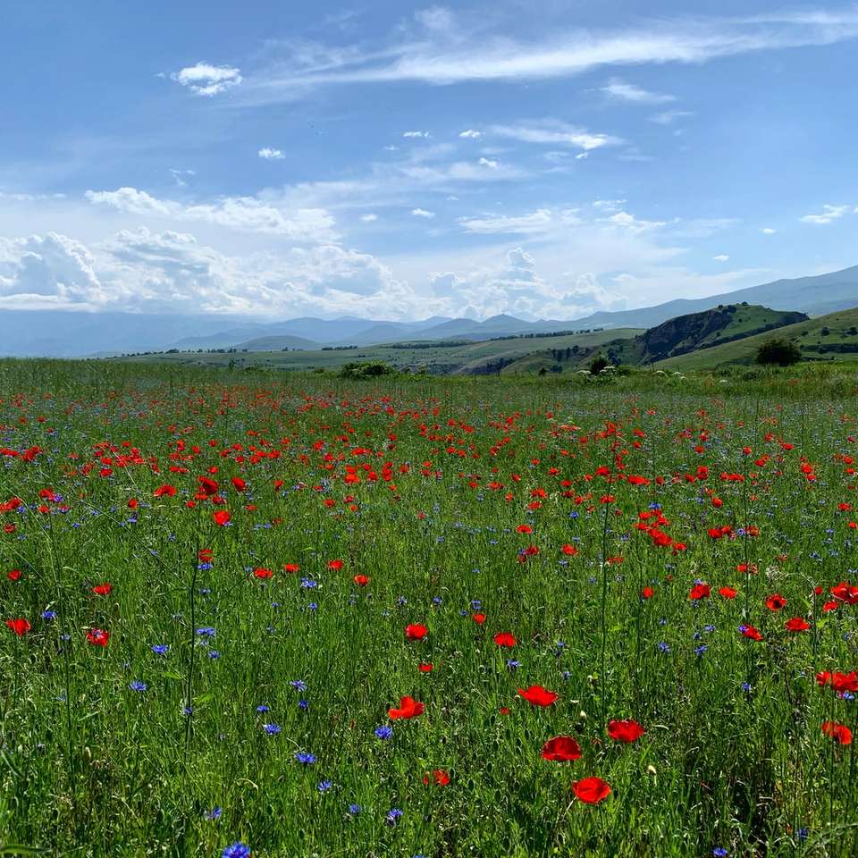 campo de flores vermelhas sob nuvens brancas durante o dia puzzle online