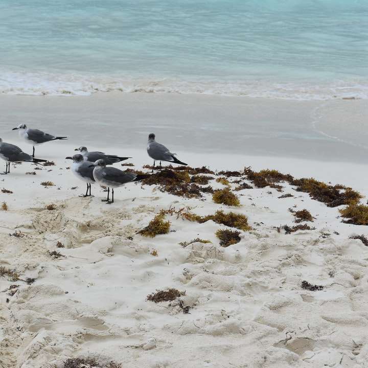 witte en zwarte vogels op strand overdag schuifpuzzel online