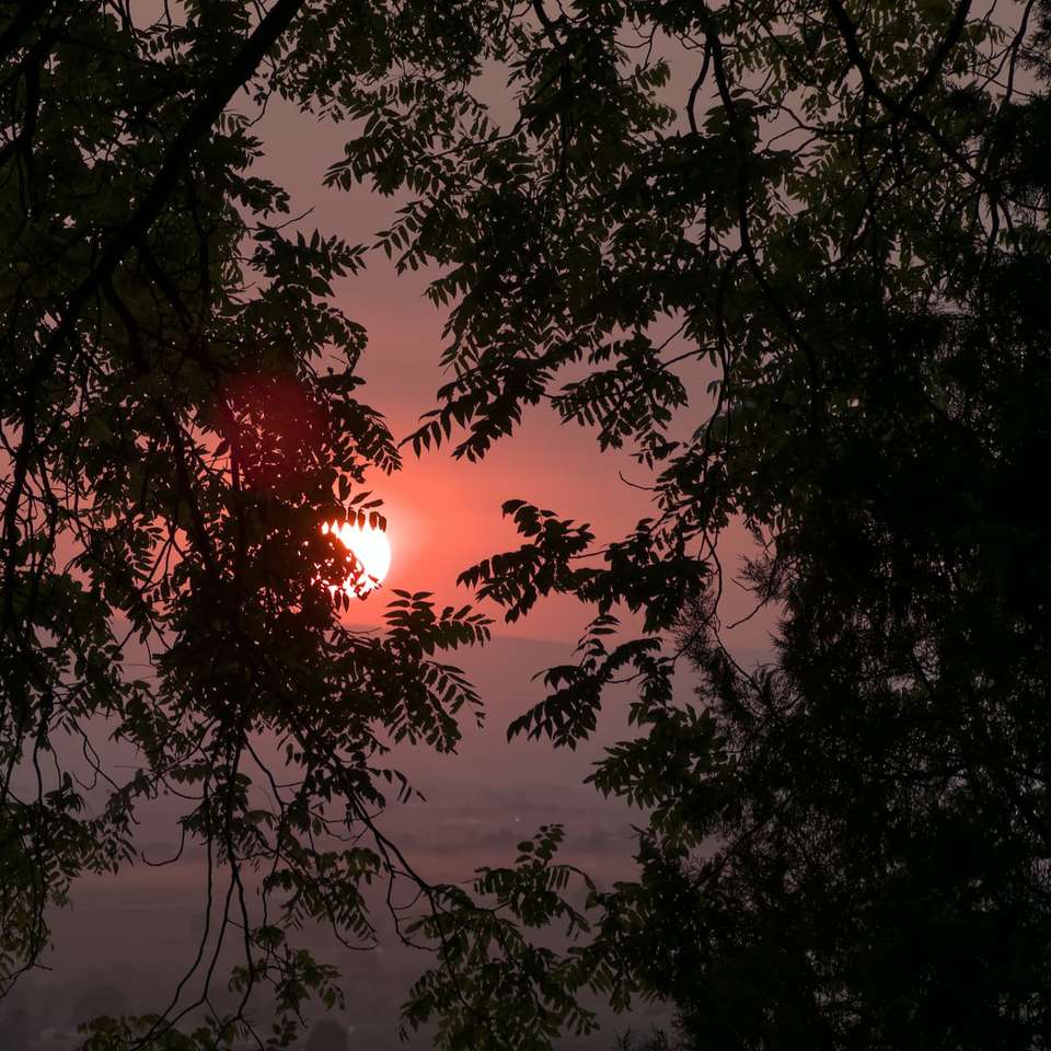 solnedgången över träden glidande pussel online