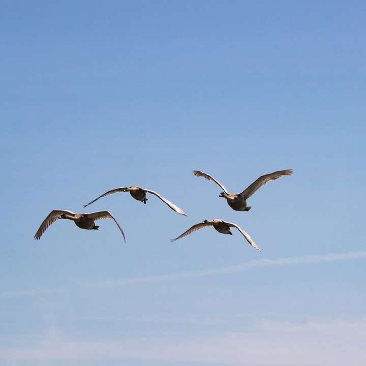 tre uccelli che volano sotto il cielo blu durante il giorno puzzle online