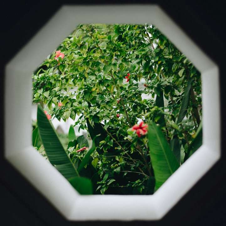 through photo of window with green leafed plant view online puzzle