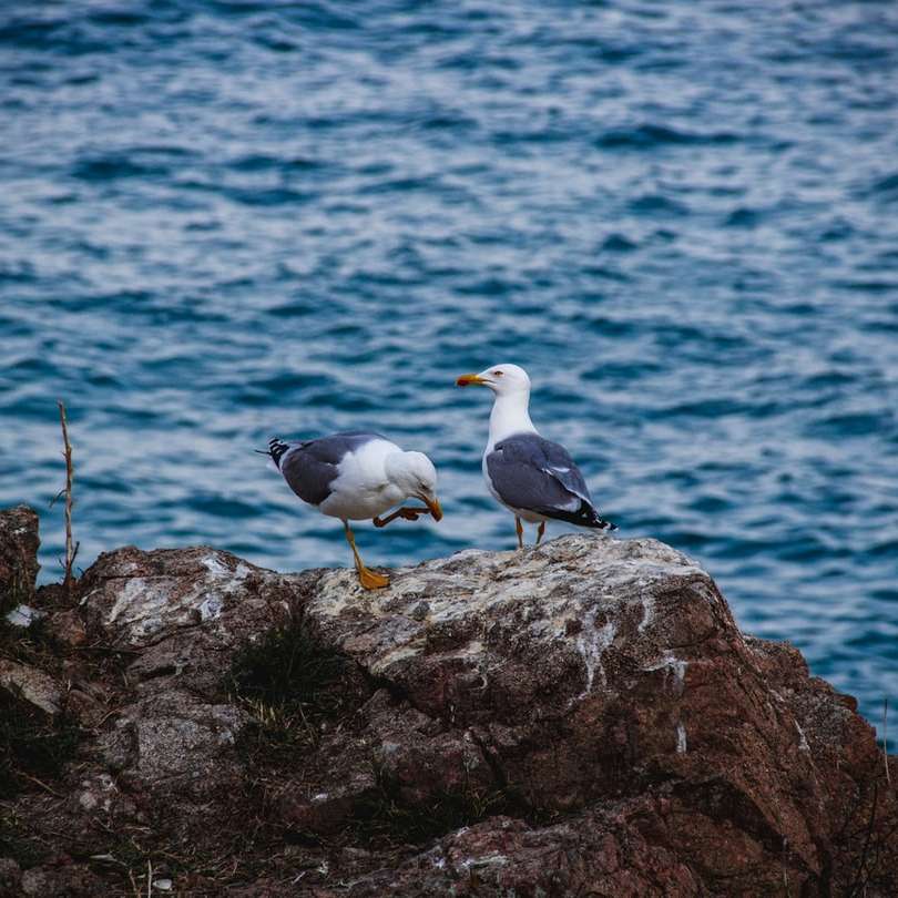duas gaivotas na rocha puzzle deslizante online