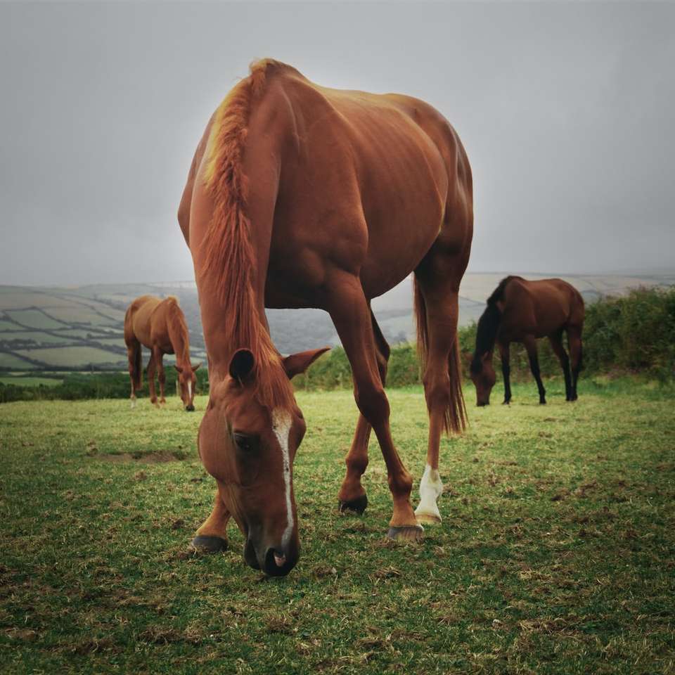 коне, които ядат трева на полето плъзгащ се пъзел онлайн