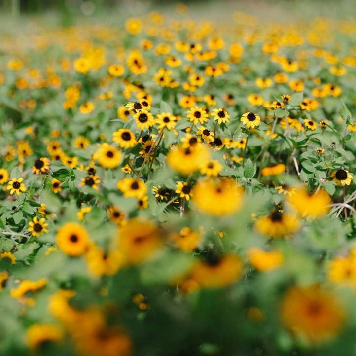 gelbes Sonnenblumenpflanzengrundstück Schiebepuzzle online