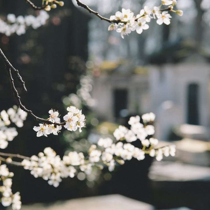 макро изстрел фотография бели цветя плъзгащ се пъзел онлайн