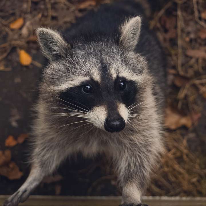 macro shot photography of raccoon online puzzle