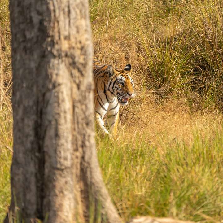 brun och vit tiger som går på fältet för grönt gräs glidande pussel online