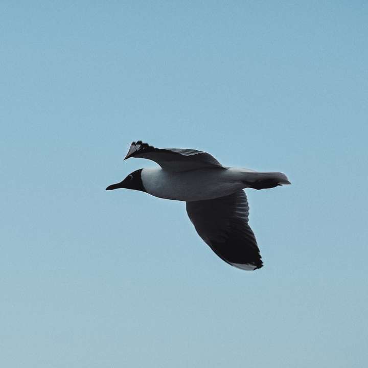biały i czarny ptak latający pod błękitnym niebem w ciągu dnia puzzle przesuwne online