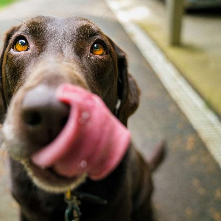 vuxen choklad Labrador retriever Pussel online