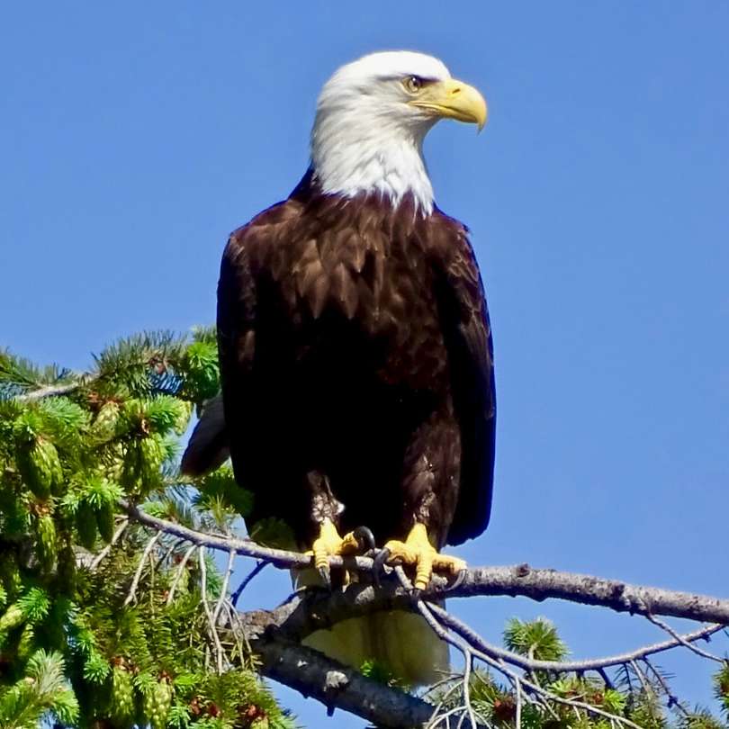 American bald eagle on tree branch during daytime sliding puzzle online