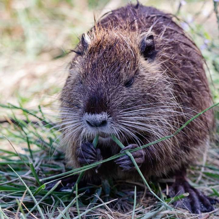brown rodent on green grass during daytime sliding puzzle online