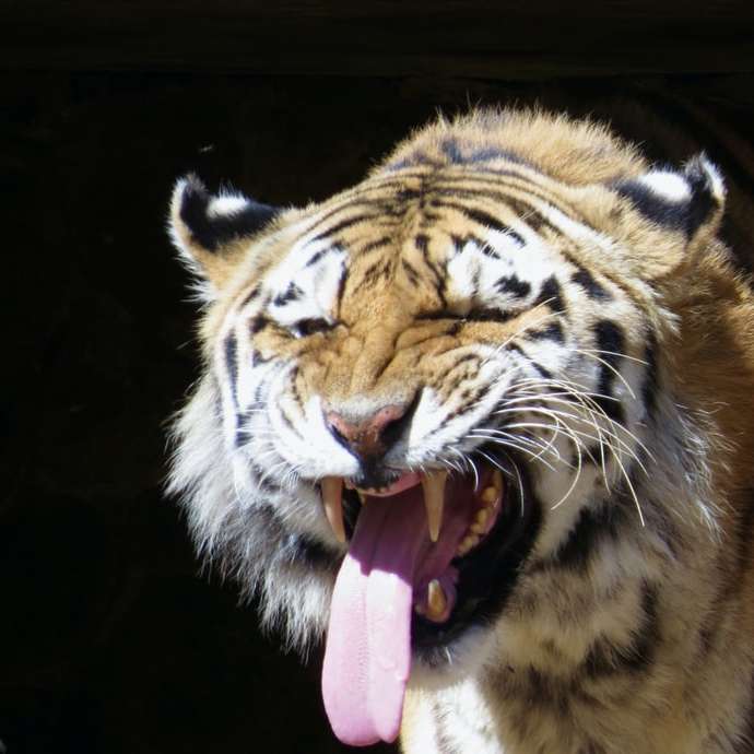 brązowy tygrys biało-czarny puzzle przesuwne online