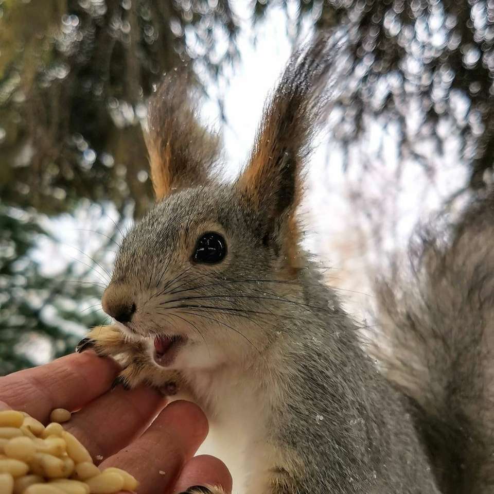 esquilo e amendoim puzzle deslizante online