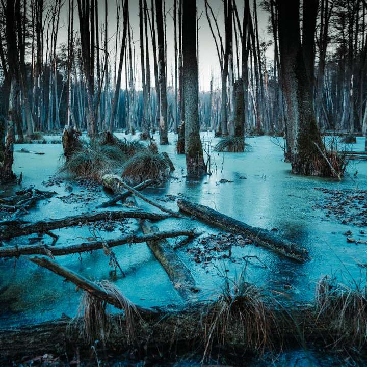 corpo d'água cercado por árvores durante o dia puzzle deslizante online