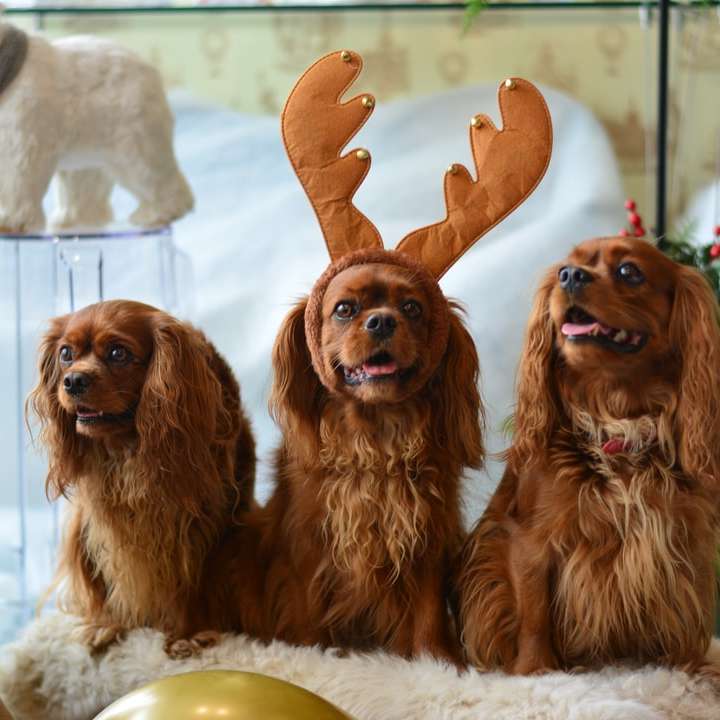 Trois chiens de cocker brun puzzle coulissant en ligne