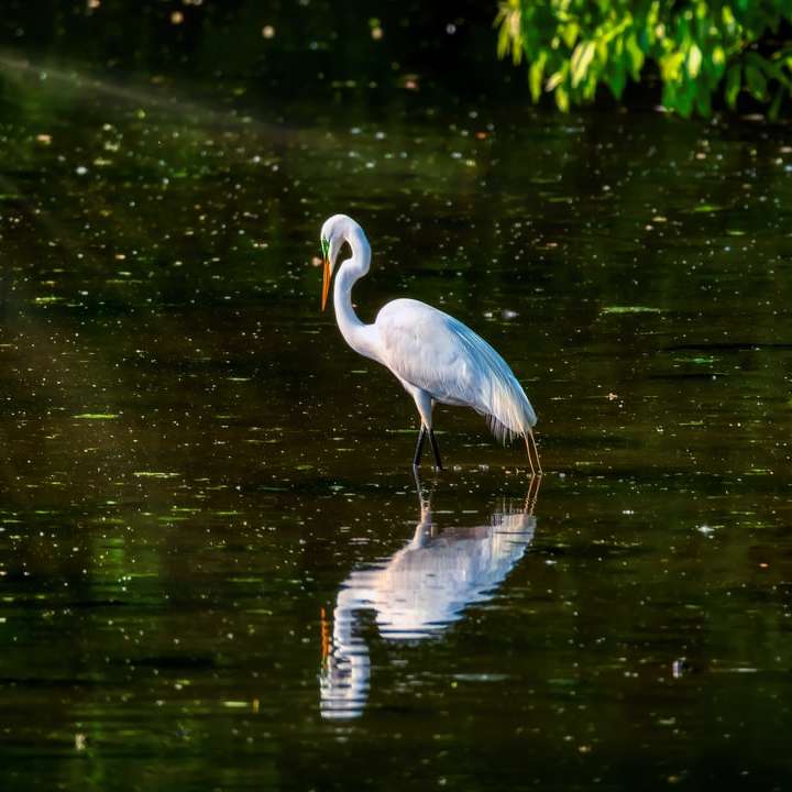 white long beak bird on water online puzzle
