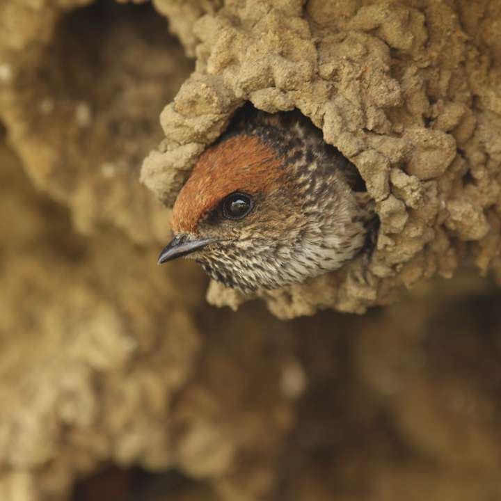 коричневий і чорний птах на коричневій скелі онлайн пазл