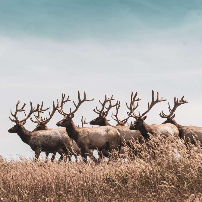 Manada de ciervos en el campo de hierba marrón durante el día puzzle deslizante online