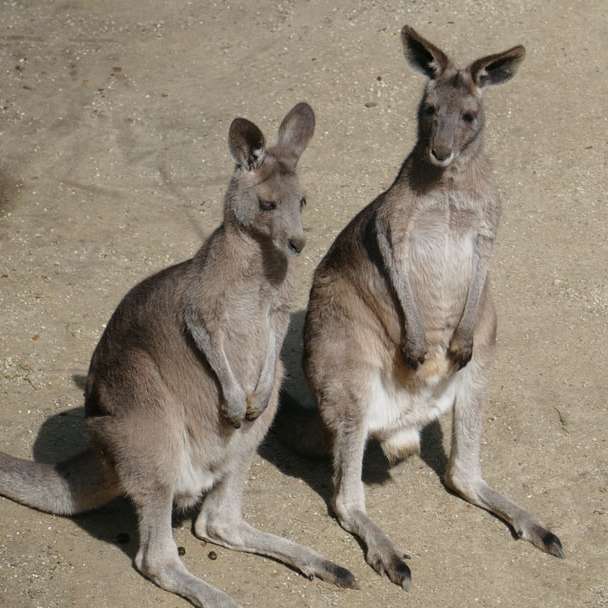 brązowy kangur na brązowym piasku w ciągu dnia puzzle online