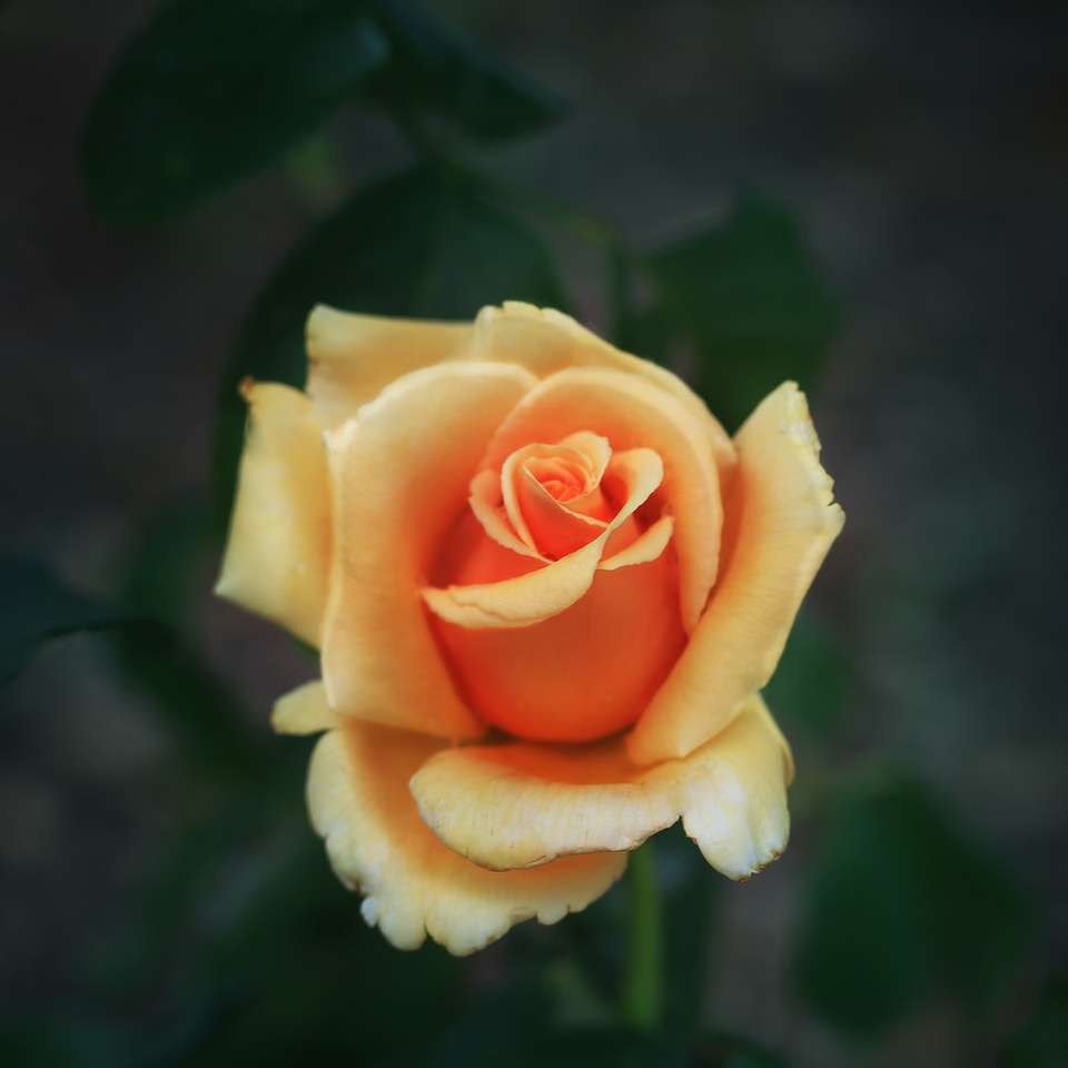 κίτρινο τριαντάφυλλο στην άνθιση κατά τη διάρκεια της ημέρας online παζλ