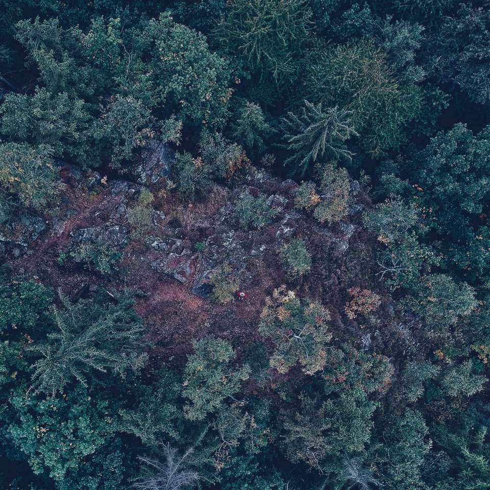 Luftbild von grünblättrigen Bäumen am Tag Schiebepuzzle online