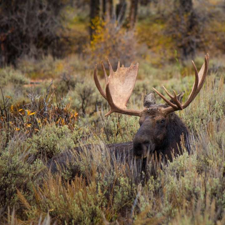 black moose on green grass sliding puzzle online