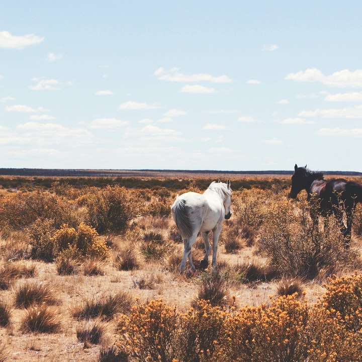 tre cavalli bianchi e neri in campo aperto puzzle scorrevole online