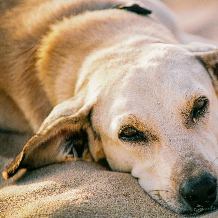 biało-brązowy, krótkowłosy pies leżący na szarym materiale puzzle przesuwne online