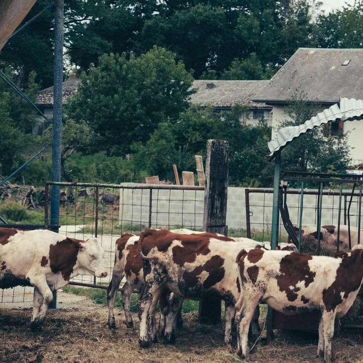 biała i brązowa krowa stojąca obok brązowego drewnianego płotu puzzle przesuwne online