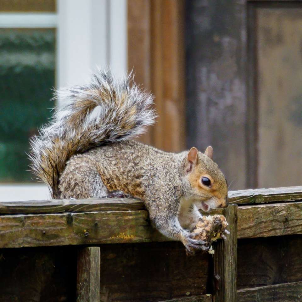 braunes Eichhörnchen auf braunem Holzzaun während des Tages Schiebepuzzle online
