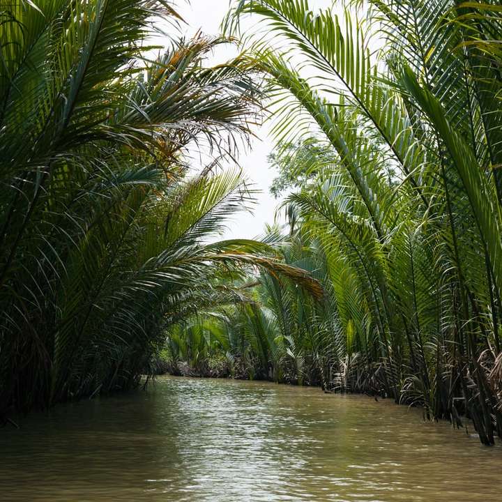 rivière entourée de palmiers puzzle coulissant en ligne